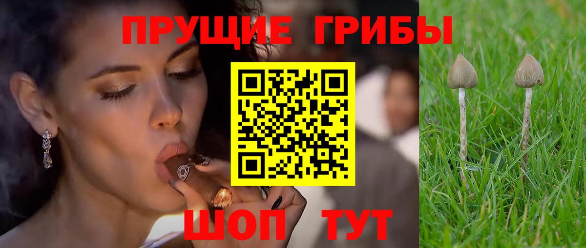 Псилоцибиновые грибы мицелий Чита